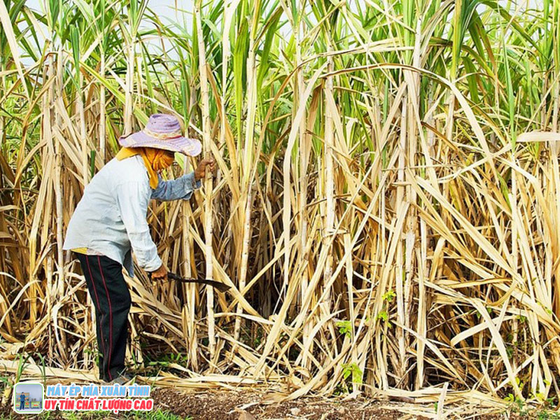 Ky Thuat Trong Mia Ep Nuoc 1