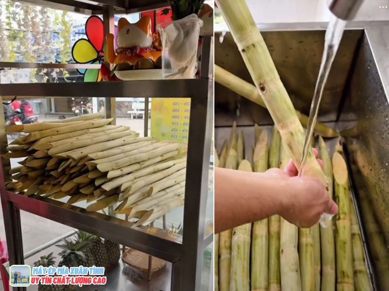 Mía cây để được mấy ngày