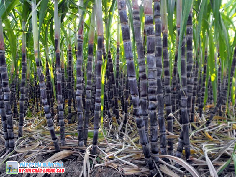 Tác Dụng Của Cây Mía Đối Với Sức Khỏe